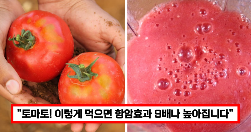 항암효과 높이는 토마토 섭취방법
